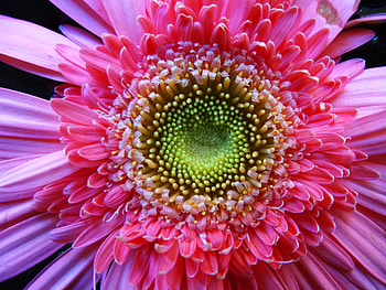 Flower, Macro, Light, Bright, Petals, Light Coloured HD wallpaper