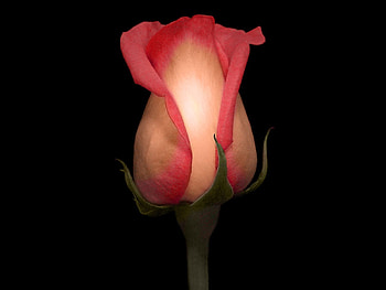 Rosebud, black, cherry, hot, nature HD wallpaper