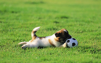 Animals, Dogs HD wallpaper