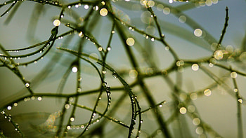 Grass, Drops, Macro, Branches, Dew HD wallpaper