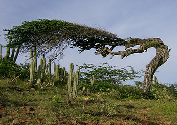 Divi Divi Tree, leaves, cacti, sky, ground, bent, tree HD wallpaper