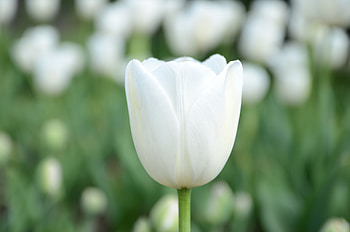 Flowers, Flower, Petals, Bud, Tulip HD wallpaper