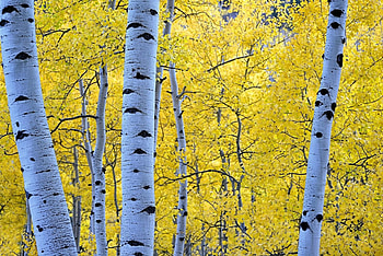 Aspen Trees, Vibrant yellow, Forest paradise, Nature's palette HD wallpaper