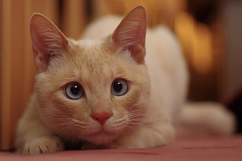 Animals, Cat, Muzzle, Hunting, Hunt, Attentiveness, Mindfulness HD wallpaper