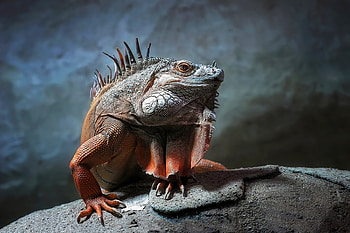 Animals, Sit, Reptile, Iguana HD wallpaper