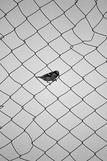 Bird, Sparrow, Minimalism, Grid, Fence, Bw, Chb HD phone wallpaper