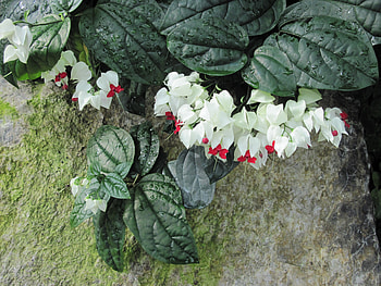 Pyramids Blooms Flowers 29, white, graphy, green, Flowers, garden, leaf HD wallpaper