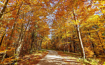 Forest Road, autumn, road, Croatia, forest HD wallpaper