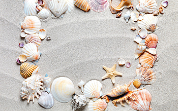 Happy Summer!, starfish, summer, shell, sand, grey HD wallpaper
