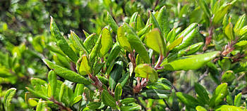 Floral Closeup - Green Leaves, leaf, green, plant, close-up, flower, graphy, nature HD wallpaper