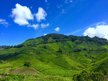 Vibrant green tea plantations spread across rolling hills in Cameron Highlands, Malaysia. HD wallpaper