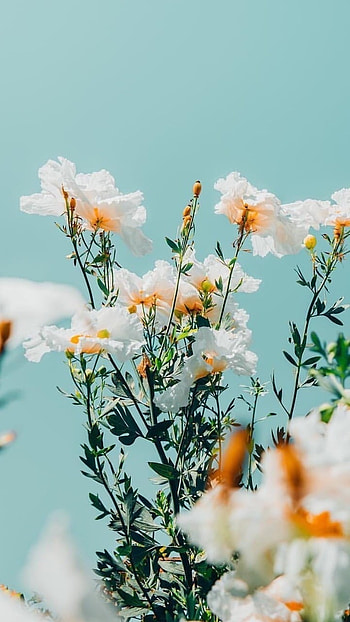 Flower, White Flower HD phone wallpaper
