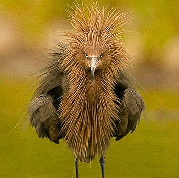Amazing Strange Bird, wonderful, bird, strange, animals HD wallpaper