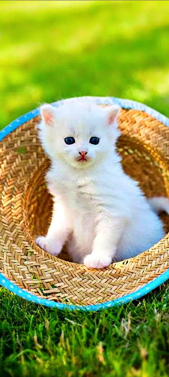 Kitten in a hat, Cute , kitten HD phone wallpaper