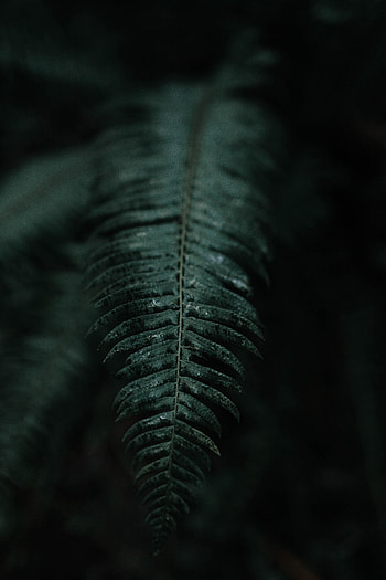 Leaves, Dark, Fern, Branch HD phone wallpaper
