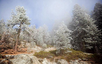 Nature, Trees, Stones, Conifers, Coniferous, Fog, Break, Precipice, Haze HD wallpaper