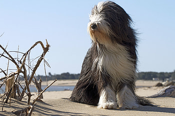 Bearded Collie, Cute Dogs HD wallpaper