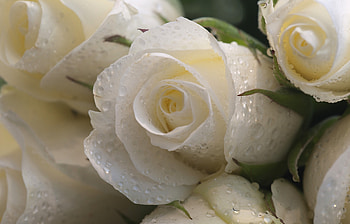 White roses, Roses, Whi, Macro, Drops HD wallpaper