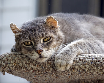 Animals, Cat, Muzzle, Old, Sadness, Sorrow HD wallpaper
