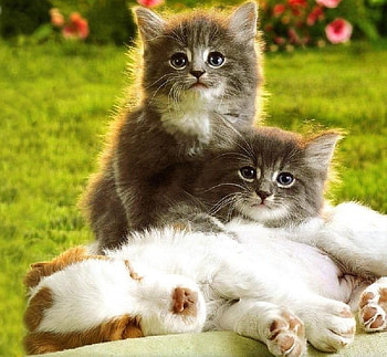 cute friends, puppy, animals, cats, friends, kittens HD wallpaper