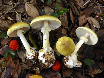 Small town in Greece, Mushroom lovers, World's top destination, Nature's treasures HD wallpaper