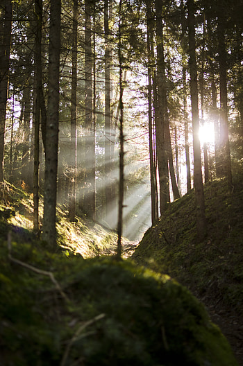 Nature, Trees, Rays, Beams, Forest, Branches HD phone wallpaper