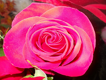 Plants, Flowers, Roses HD wallpaper