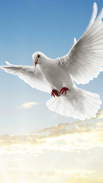 Dove peace symbol, , Serene backgrounds, Symbolic ry HD phone wallpaper
