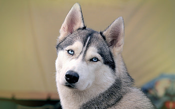 Animals, Dogs HD wallpaper