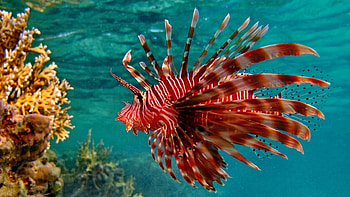 lionfish, animal, coral, ocean HD wallpaper