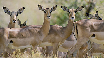 Animals, Young, Stroll, Herd, Antelope HD wallpaper