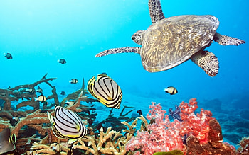 Animals, Turtles, Sea, Fishes HD wallpaper