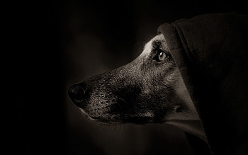 Dark, Dog, Muzzle, Eyes, Shadow, Profile, Hood HD wallpaper