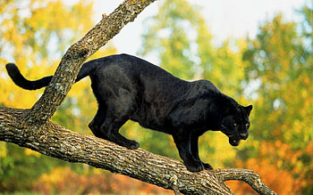 Black Panther, Animal HD wallpaper
