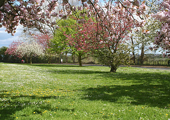 orchad in spring , orchad, spring HD wallpaper