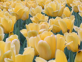 Lemon tulips, sunlight, field, yellow, green, tulips HD wallpaper