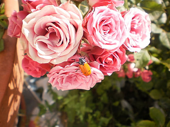 Bellas rosas, sunshine, bouquet, roses, soft, beautiful, wonderful, orange, summer, pink, bug, contrast, nature, flowers HD wallpaper