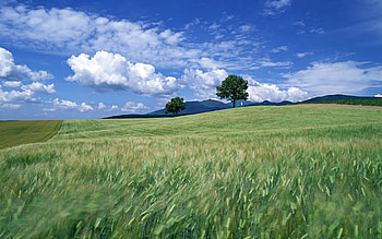 Landscape, Trees, Fields HD wallpaper
