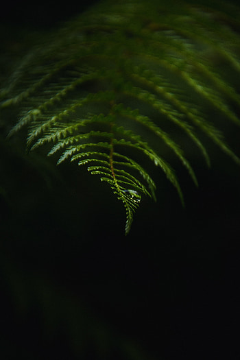 Macro, Dark, Fern, Drop HD phone wallpaper