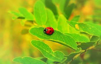 Plant, Macro, Sheet, Leaf, Insect, Ladybird, Ladybug HD wallpaper