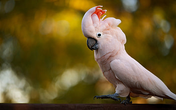 Pink cockatoo, Wildlife beauty, High-resolution , Colorful parrot HD wallpaper