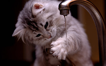 Animals, Cats HD wallpaper