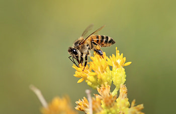 Animals, Flower, Macro, Bloom, Flowering, Insect, Bee HD wallpaper