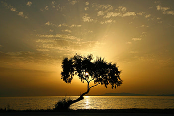 Beautiful Sunset, beautiful, , tree, sunset HD wallpaper