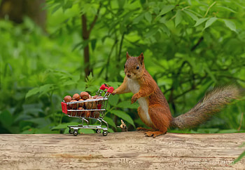 Funny squirrel, Humorous expression, , Animal humor HD wallpaper