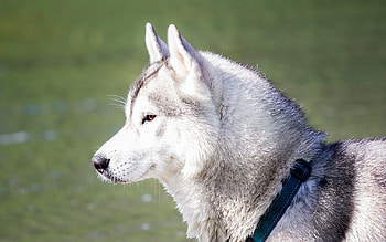 Animals, Dog, Dream, Husky HD wallpaper