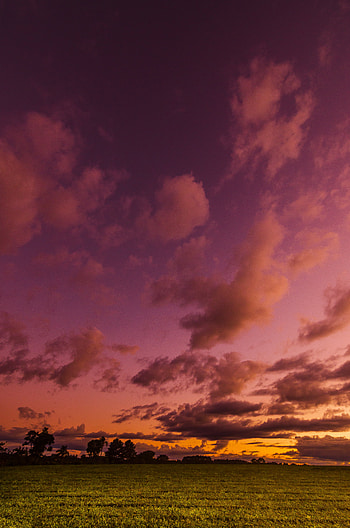Landscape, Nature, Trees, Sky, Twilight, Clouds, Field, Dusk HD phone wallpaper