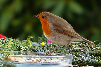 Robin, songbird, cute HD wallpaper