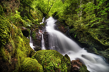 Forest Stream, Forest, moss, grass, nature, stream HD wallpaper