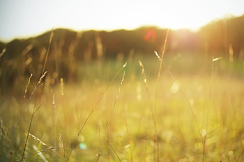 Grass, Autumn, Macro, Shine, Light HD wallpaper